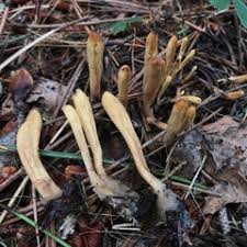 Attēlu rezultāti vaicājumam “Clavariadelphus ligula”