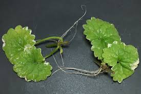 Attēlu rezultāti vaicājumam “Glechoma hederacea leaf”