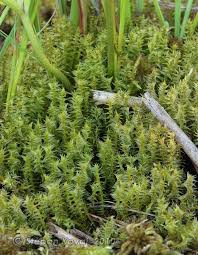 Attēlu rezultāti vaicājumam “Meesia triquetra”