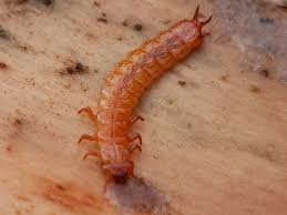 Attēlu rezultāti vaicājumam “Cucujus cinnaberinus larva”