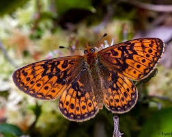 Attēlu rezultāti vaicājumam “Boloria eunomia underside”