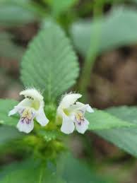 Attēlu rezultāti vaicājumam “Galeopsis tetrahit”