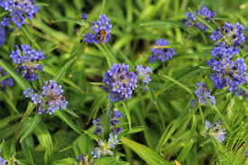 Attēlu rezultāti vaicājumam “Gentiana cruciata flower”