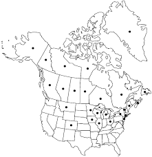 Attēlu rezultāti vaicājumam “Scorpidium cossonii”