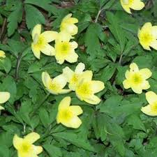 Attēlu rezultāti vaicājumam “Anemone x lipsiensis”