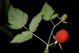 Attēlu rezultāti vaicājumam “Rubus plicatus leaf”