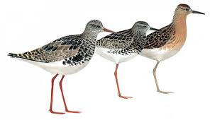 Attēlu rezultāti vaicājumam “Philomachus pugnax adult”