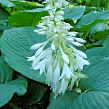 Image result for Hosta sieboldiana 'Elegans'