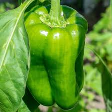 Afbeeldingsresultaat voor giant 3 sweet pepper