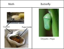 Attēlu rezultāti vaicājumam “cocoon”