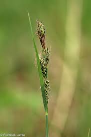 Attēlu rezultāti vaicājumam “Carex buxbaumii”