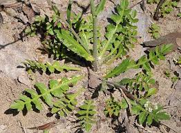 Attēlu rezultāti vaicājumam “Capsella bursa-pastoris leaf”