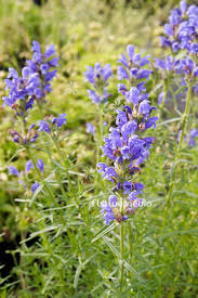 Attēlu rezultāti vaicājumam “Dracocephalum ruyschiana fruit”