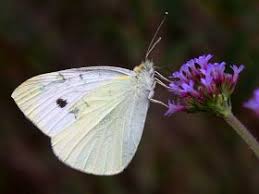 Attēlu rezultāti vaicājumam “Pieris rapae underside”