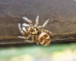 Attēlu rezultāti vaicājumam “Salticus scenicus”