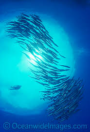 Image result for Scuba Skooling