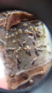 Attēlu rezultāti vaicājumam “Lepidosaphes ulmi”