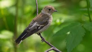 Image result for Ficedula albicollis