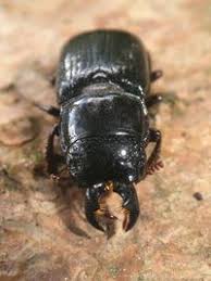 Attēlu rezultāti vaicājumam “Ceruchus chrysomelinus”