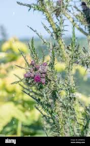 Attēlu rezultāti vaicājumam “Cirsium palustre flower”