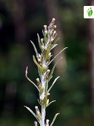 Attēlu rezultāti vaicājumam “Gnaphalium sylvaticum leaf”