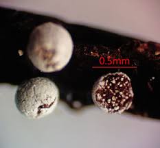 Attēlu rezultāti vaicājumam “Physarum xanthinum macro”