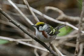 Image result for Dendroica pensylvanica