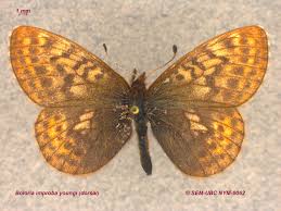 Attēlu rezultāti vaicājumam “Boloria aquilonaris upperside”