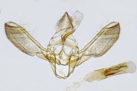 Attēlu rezultāti vaicājumam “Nyctegretis lineana”