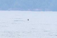 Image result for Oceanodroma monorhis