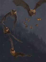 Attēlu rezultāti vaicājumam “Nyctalus noctula”