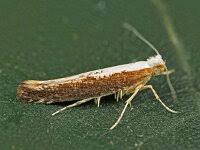 Attēlu rezultāti vaicājumam “Argyresthia semifusca”