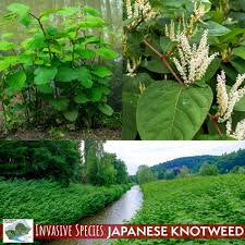 Attēlu rezultāti vaicājumam “Reynoutria japonica”