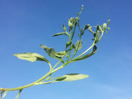 Attēlu rezultāti vaicājumam “Myosotis sparsiflora”