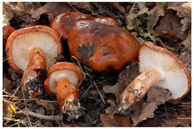 Attēlu rezultāti vaicājumam “Tricholoma sp.”