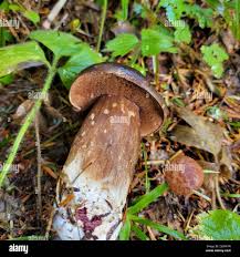Attēlu rezultāti vaicājumam “Porphyrellus porphyrosporus”