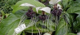 Image result for Tacca chantrieri