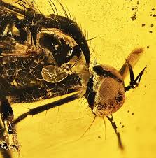 Attēlu rezultāti vaicājumam “Empididae”