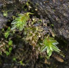Attēlu rezultāti vaicājumam “Mnium lycopodioides”