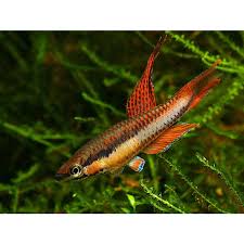 Image result for Aphyosemion