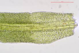 Attēlu rezultāti vaicājumam “Gymnostomum calcareum”