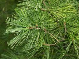 Attēlu rezultāti vaicājumam “Pinus strobus”