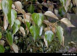 Attēlu rezultāti vaicājumam “Populus laurifolia”