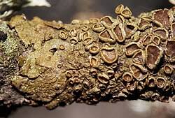 Attēlu rezultāti vaicājumam “Melanohalea exasperata”