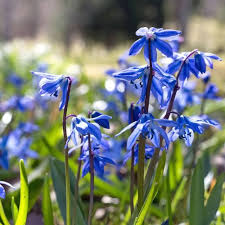 Attēlu rezultāti vaicājumam “Scilla siberica”