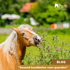 Afbeeldingsresultaat voor paarden