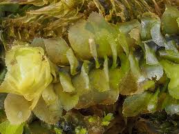 Attēlu rezultāti vaicājumam “Scapania apiculata”