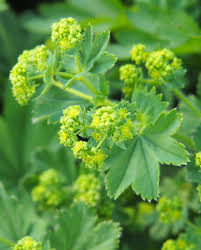 Image result for Alchemilla vulgaris