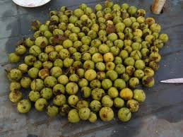 Attēlu rezultāti vaicājumam “Pyrus pyraster fruit”