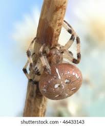 Attēlu rezultāti vaicājumam “Araneus quadratus female”